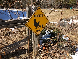 As Easter approaches, age old questions about chickens are raised.