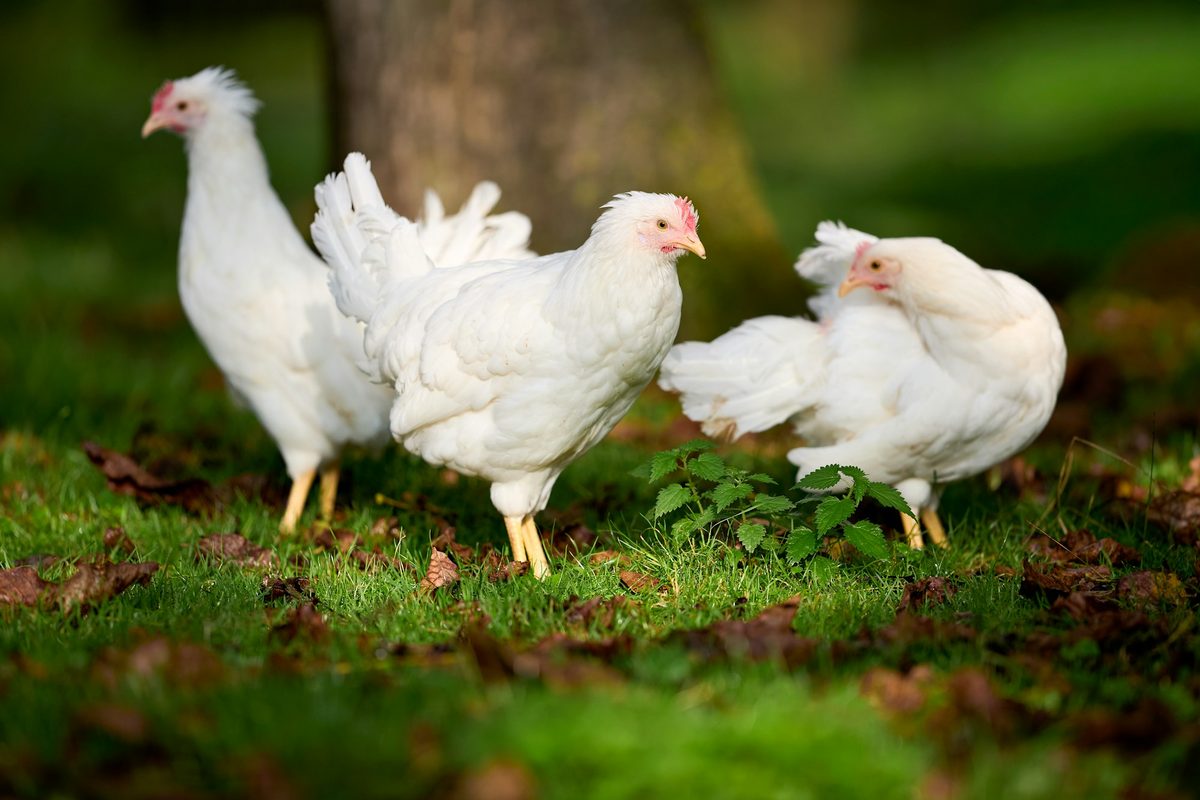 Three white meat chickens on grass