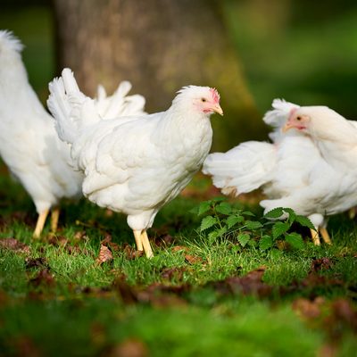 Three white meat chickens on grass