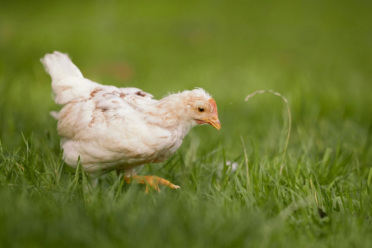 A young white meat chicken walking through green grass