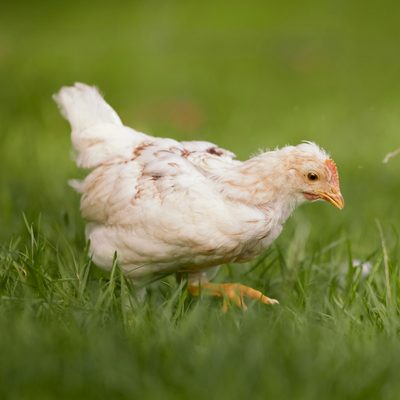 A young white meat chicken walking through green grass