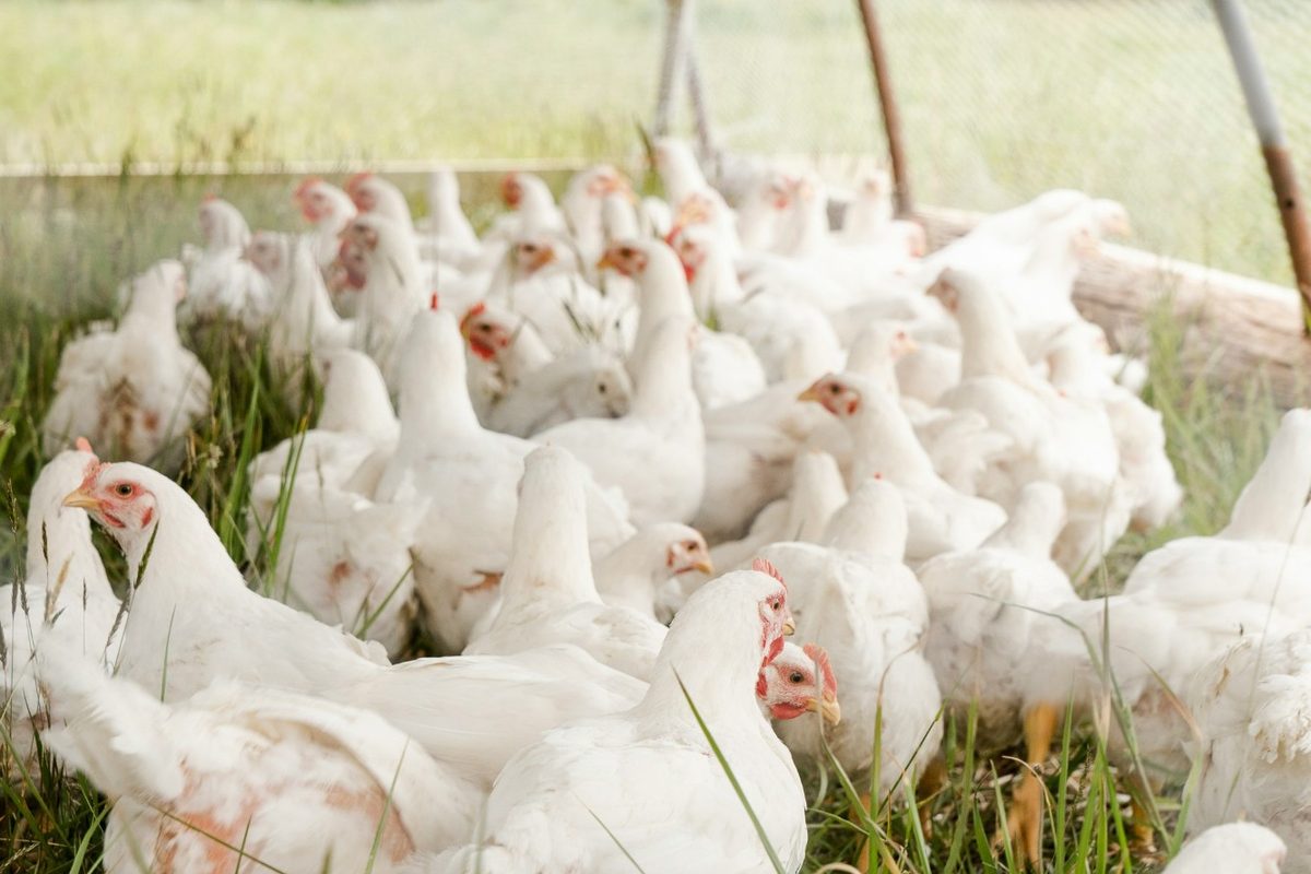 White meat chickens on grass inside an open pasture shelter