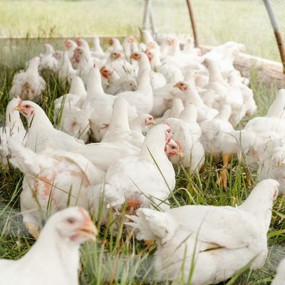 White meat chickens on grass inside an open pasture shelter