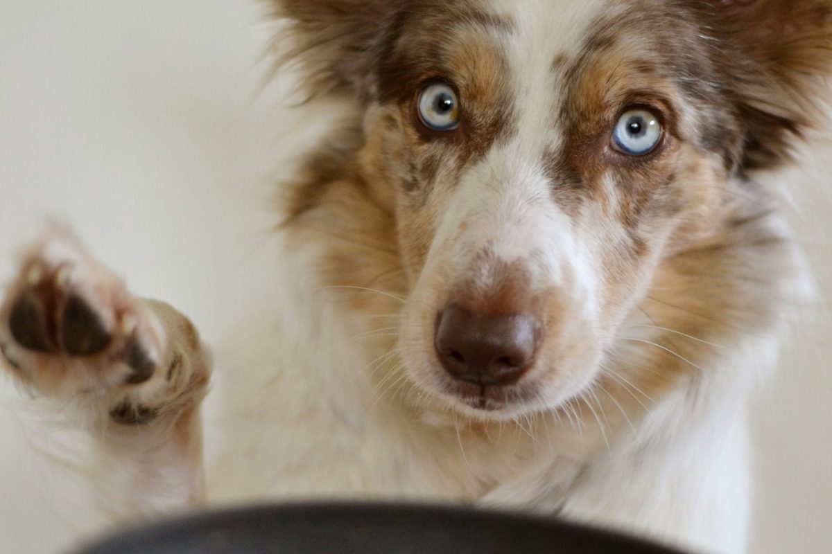 A border collie raising a paw beside a bowl of food