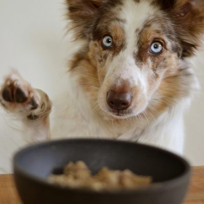 A border collie raising a paw beside a bowl of food