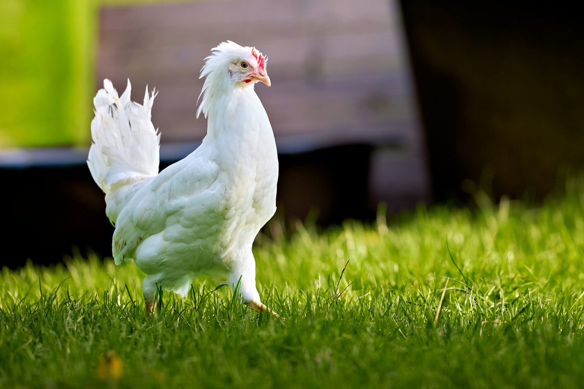 A white meat chicken standing in sunlit grass