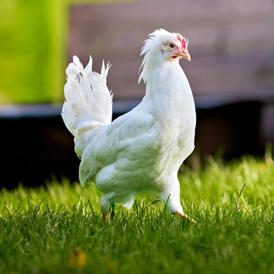 A white meat chicken standing in sunlit grass
